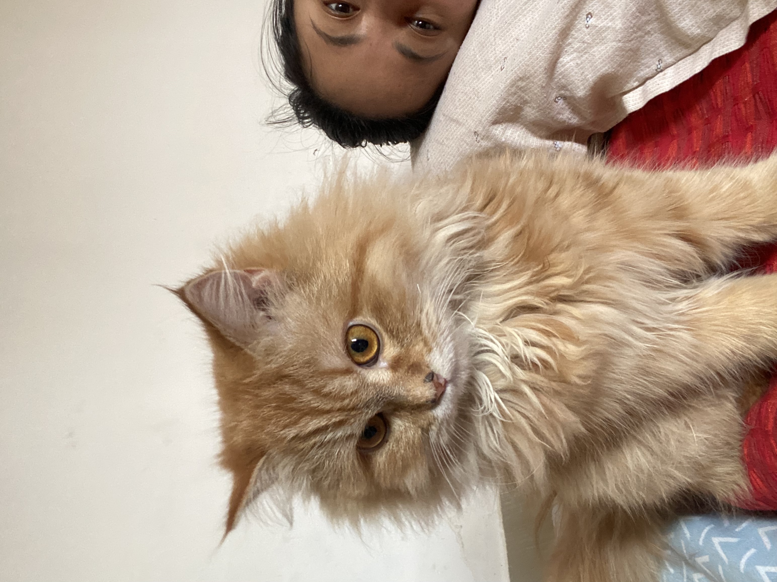 Riri cat boarding
