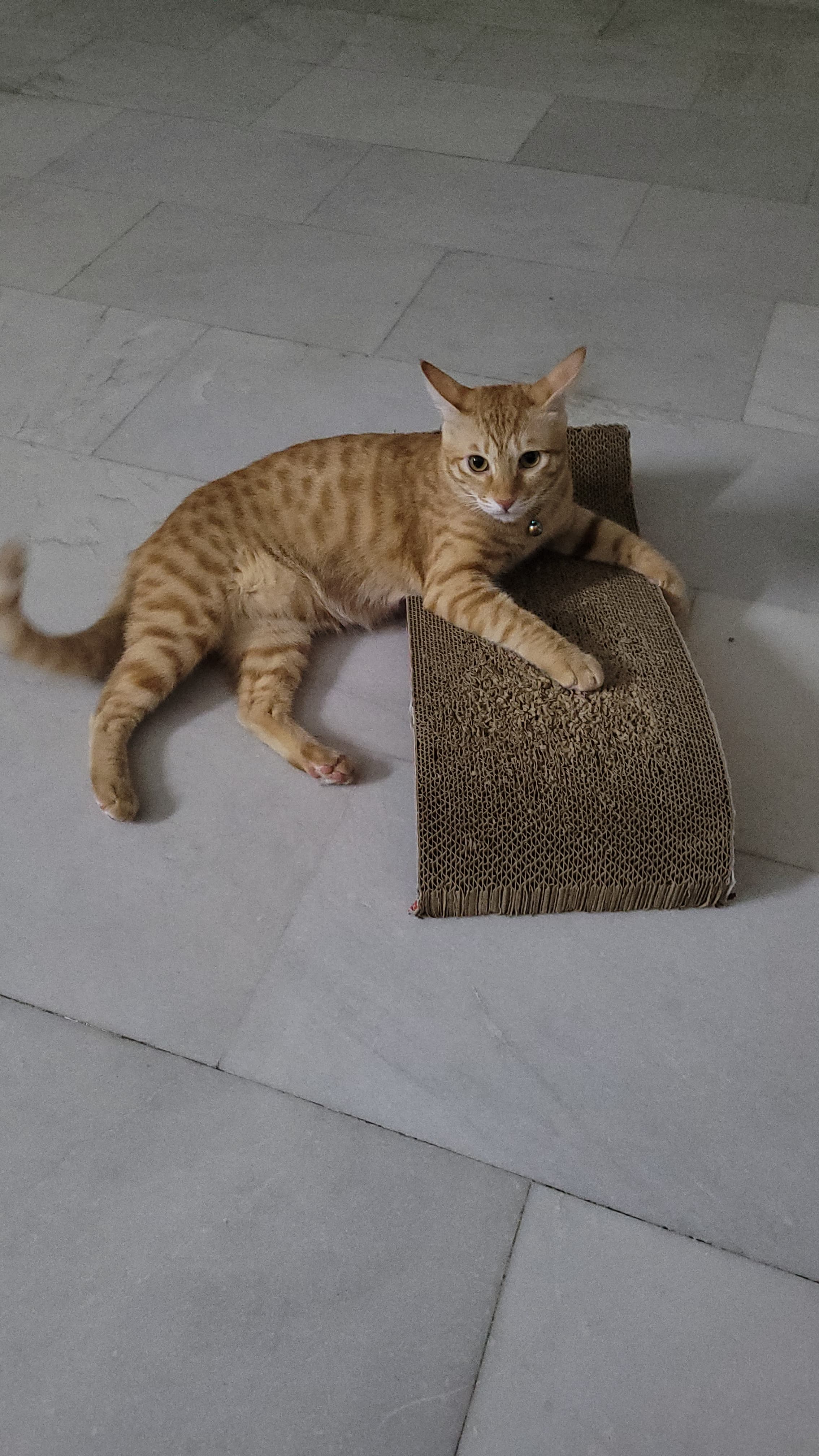 Shalu Deshwal cat boarding in Gurgaon